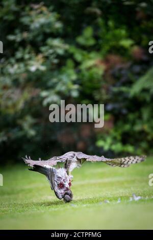 Sparrowhawk mangeant sa proie d'un pigeon en bois sur une pelouse de jardin, Surrey, Angleterre. Banque D'Images