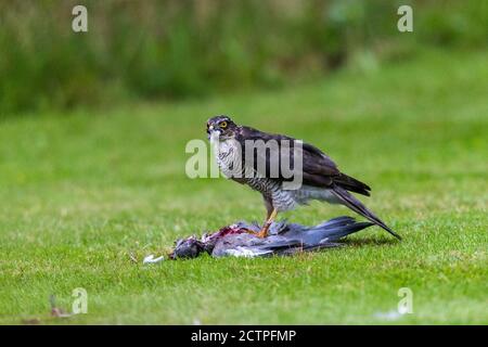 Sparrowhawk mangeant sa proie d'un pigeon en bois sur une pelouse de jardin, Surrey, Angleterre. Banque D'Images