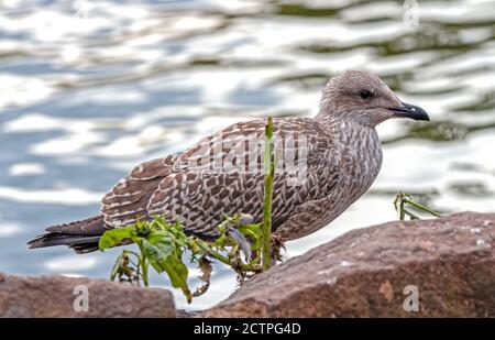 Larus regardant curieux au Loch Duddingston, Édimbourg, Écosse Banque D'Images