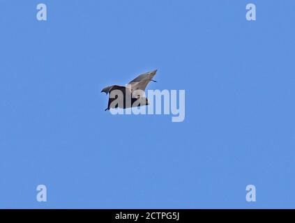 Christmas Island Flying-fox (Pteropus natalis) adult in flight, endangered species  Christmas Island, Australia         July Stock Photo