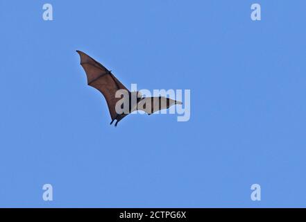 Christmas Island Flying-fox (Pteropus natalis) adult in flight, endangered species  Christmas Island, Australia         July Stock Photo