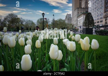 New York City, NY / USA - avril 24 2020: Tulipes blanches dans la fleur le long de la 5e Avenue à New York City pendant le printemps Banque D'Images