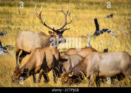 Un wapiti de taureau dans un champ avec ses femelles, Yellowstone National Park. Banque D'Images