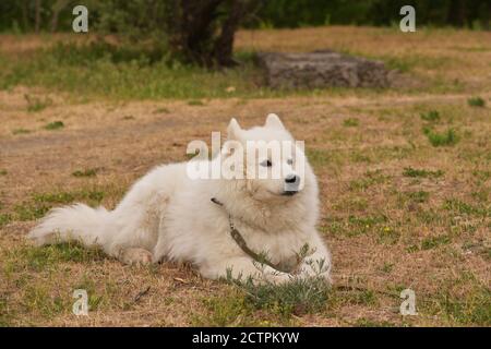 Drôle de jeune heureux sourire chien blanc Samoyed, en plein air à Meadow. Animaux à l'extérieur. Le chien repose sur l'herbe. Blanc chien Banque D'Images