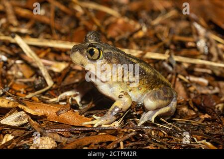 Crapaud de l'Est - Scaphiopus holbrookii Banque D'Images