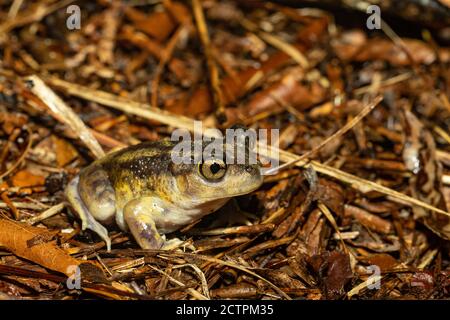 Crapaud de l'Est - Scaphiopus holbrookii Banque D'Images