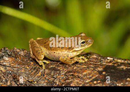 Grenouille d'écureuil - Hyla squirella Banque D'Images