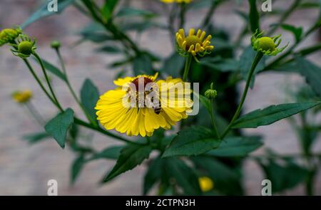 Gros plan sur une abeille sur une fleur jaune Banque D'Images