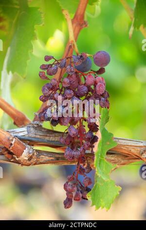 A séché les raisins rouges sur une vigne en automne Banque D'Images