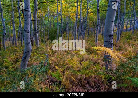 Couleurs automnales subtiles avec Aspen et Western Bracken Fern. Banque D'Images