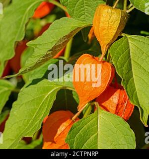 Fleur de lanterne chinoise, Physalis alkekengi, avec fruits mûrs Banque D'Images