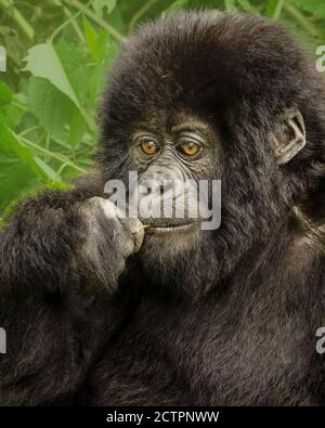 Portrait de bébé Gorilla de montagne avec la zone vert doux de s'établit en arrière-plan Banque D'Images