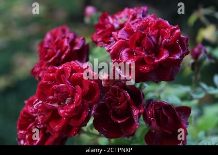Roses rouges sombres humides après la pluie Banque D'Images