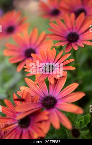 Osteospermum fleur de bronze erenity Banque D'Images