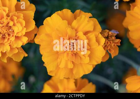 Tagetes patula, Dwarf Anenome Marigold français, une fleur de Marigold française de couleur orange dorée de la famille des Asteraceae Banque D'Images