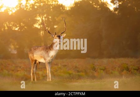 Gros plan d'un cerf de Virginie (Dama dama) debout sur le terrain à Sunrise, Royaume-Uni. Banque D'Images