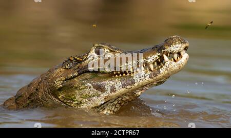 Close up d'un caiman yacare (Caiman yacare) dans l'eau, Sud Pantanal, Brésil. Banque D'Images