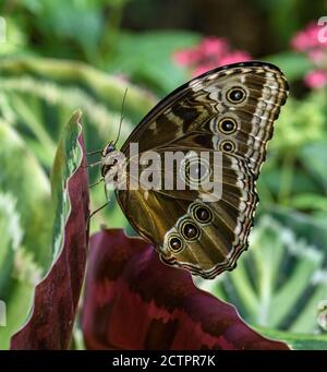 Papillon Morpho bleu perché sur un feuillage pourpre avec ailes fermées Banque D'Images