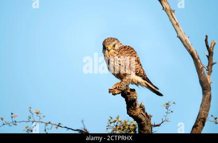 Gros plan d'un kestrel commun perché dans un arbre contre le ciel bleu, Angleterre. Banque D'Images