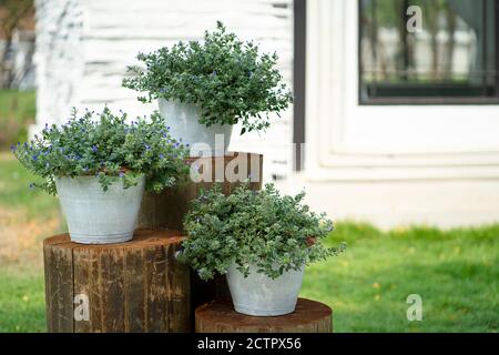 Trois pots de fleurs avec des plantes en bois d'été, graines/plantation/jardinage Banque D'Images