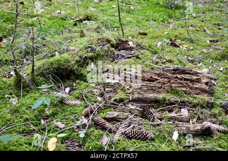 cônes de pin et vieux bois sur le sol de la forêt Banque D'Images