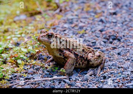 La beauté est dans les yeux... Le crapaud adulte s'assoit patiemment sur le chemin des petites pierres, leur peau tachetée et terne étant montrée en gros plan. Banque D'Images