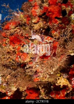 Vue sous-marine des hervias pèlerin (Cratena peregrina) nudibranchs dans le Parc naturel de Ses Salines (Formentera, Iles Baléares, Mer méditerranée, Espagne) Banque D'Images