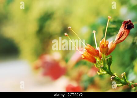 Les trompettes (Campsis radicans) fleurissent avant la floraison de près Banque D'Images