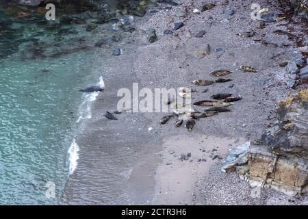 Phoques sur une plage de Cornwall Banque D'Images