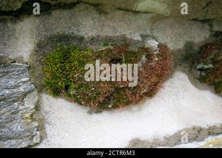 Une plaque de mousse verte et brune couvrant un ensemble Rock dans un mur de Cobblestone Banque D'Images