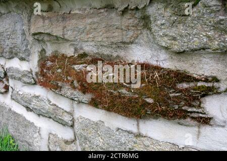 Une plaque de mousse verte et brune couvrant un ensemble Rock dans un mur de Cobblestone Banque D'Images