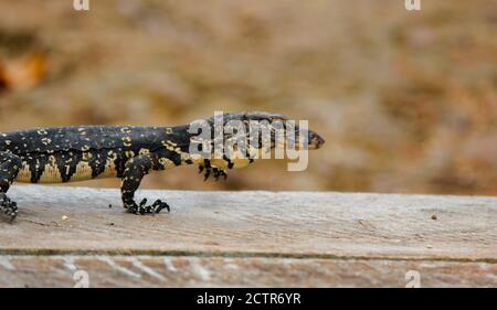 Bébé asiatique lézard d'eau sur une plate-forme de bois près de la rivière srilankan. vie sauvage srilankan Banque D'Images