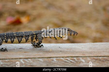 Bébé asiatique lézard d'eau sur une plate-forme de bois près de la rivière srilankan. vie sauvage srilankan Banque D'Images