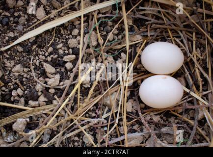 Les pigeons ont pondu des œufs sur un nid dans un toit de maison au Qatar. Œufs de pigeon Banque D'Images