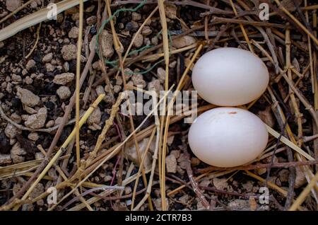 Les pigeons ont pondu des œufs sur un nid dans un toit de maison au Qatar. Œufs de pigeon Banque D'Images