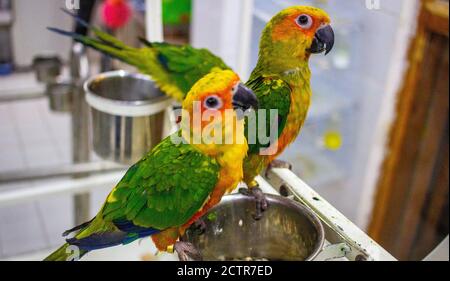 Le soleil de bébé conserve perroquet dans un magasin à vendre. Parakeet soleil Banque D'Images