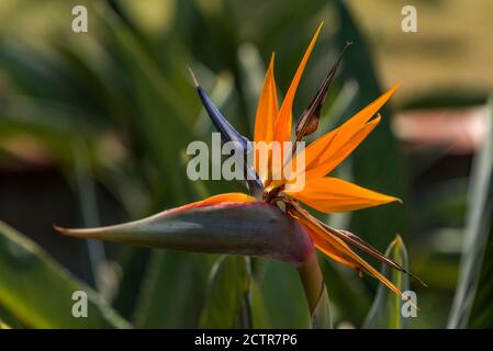 Belle fleur d'oiseau de paradis Banque D'Images