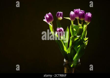 Bouquet de tulipes violettes fraîches dans un pot en verre, fleurs magnifiquement illuminées par la lumière du soleil, arrière-plan sombre flou, encore la vie, espace de copie Banque D'Images