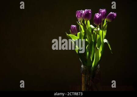 Bouquet de tulipes violettes fraîches dans un pot en verre, fleurs magnifiquement illuminées par la lumière du soleil, arrière-plan sombre flou, encore la vie, espace de copie Banque D'Images