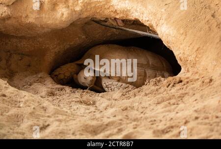 La tortue du désert vit dans le trou fait dans le désert.. Animal du désert Banque D'Images