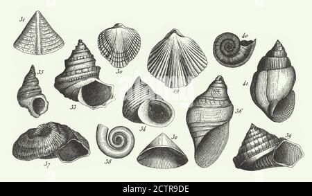 Historique Vintage, fossiles de la formation de l'ardoise de cuivre, Section de la grotte Wirksworth et Fossils Engraving Antique Illustration, publié en 1851 Banque D'Images