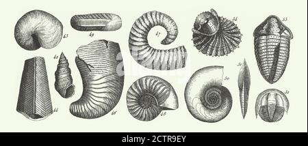 Historique Vintage, fossiles de la formation de l'ardoise de cuivre, Section de la grotte Wirksworth et Fossils Engraving Antique Illustration, publié en 1851 Banque D'Images