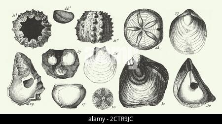 Historique Vintage, fossiles de la formation de l'ardoise de cuivre, Section de la grotte Wirksworth et Fossils Engraving Antique Illustration, publié en 1851 Banque D'Images