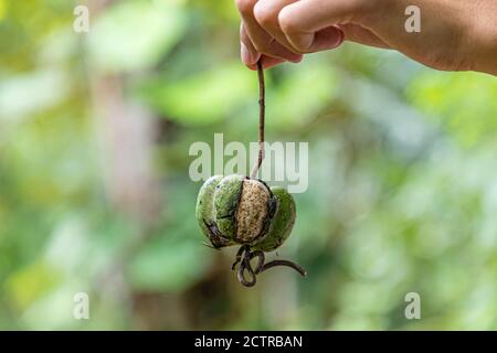 Tenom, Sabah, Malaisie: Gros plan d'une plantule d'arbre en caoutchouc (lat.: Hevea brasiliensis) au domaine de Sapong, maintenant une plantation d'huile à mine de SIME DARBY Banque D'Images