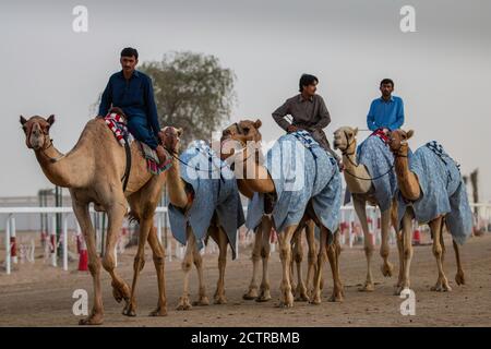 Trois entraîneurs travaillent les chameaux sur le circuit de course Al Marmoom Camel à l'extérieur de Dubaï, aux Émirats arabes Unis (eau) Banque D'Images