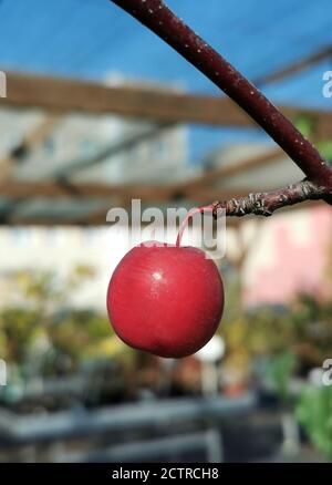 Une petite pomme rouge sur l'arbre Banque D'Images