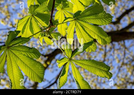 Arbre à noix de cheval (Aesculus hippocastanum). Lookiing vers le haut à une branche de feuilles d'évidence, folioles, rayonnant d'un point central, feuilles composées, ba Banque D'Images