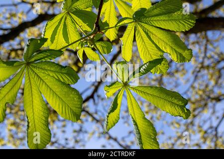 Arbre à noix de cheval (Aesculus hippocastanum). Lookiing vers le haut à une branche de feuilles d'évidence, folioles, rayonnant d'un point central, feuilles composées, ba Banque D'Images