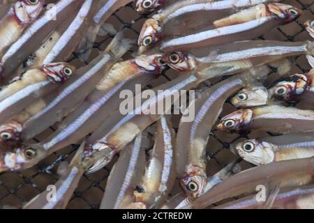 Petit poisson (ca com) pour la production de sauce de poisson en usine. La sauce de poisson au Vietnam est un produit national Banque D'Images