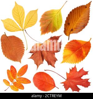 Collection de magnifiques feuilles colorées d'automne isolées sur fond blanc Banque D'Images